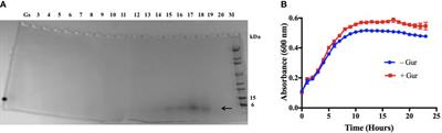 Inhibition of Staphylococcus aureus biofilm formation by gurmarin, a plant-derived cyclic peptide